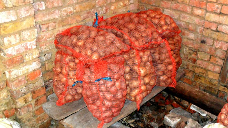 Paano maayos na mag-imbak ng patatas sa taglamig sa isang pribadong bahay na walang cellar