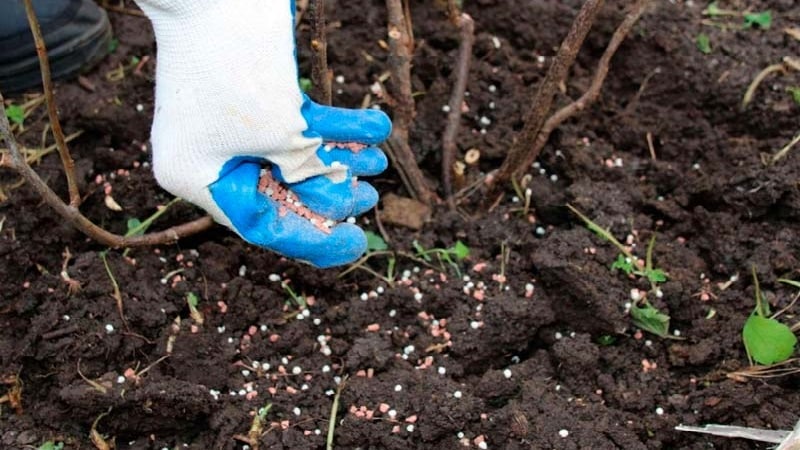 Come e cosa nutrire i lamponi in autunno