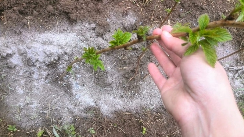 Navodila za nego malin spomladi po zimi in nasveti izkušenih vrtnarjev