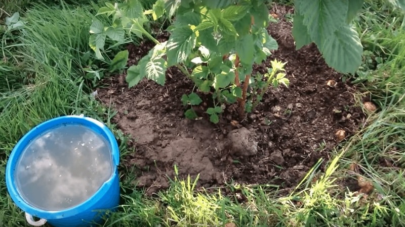 Instruccions per cuidar els gerds a la primavera després de l'hivern i consells de jardiners experimentats