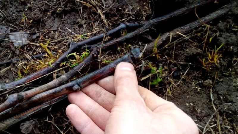 Cómo y cuándo abrir las uvas después de la invernada.