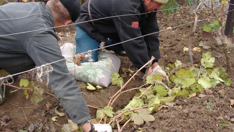 Cómo y cuándo abrir las uvas después de la invernada.