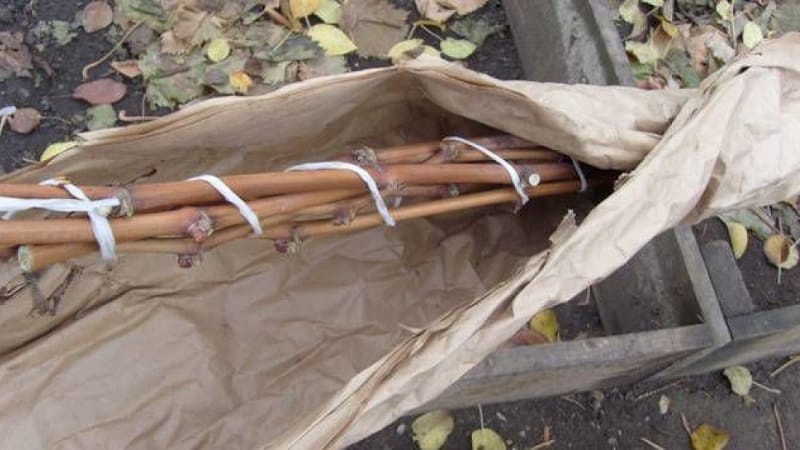 Cómo y cuándo abrir las uvas después de la invernada.