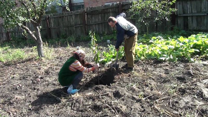 A guide on how to plant cherries correctly in the fall and avoid mistakes