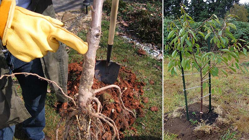 Een gids over hoe u kersen in de herfst correct kunt planten en fouten kunt voorkomen