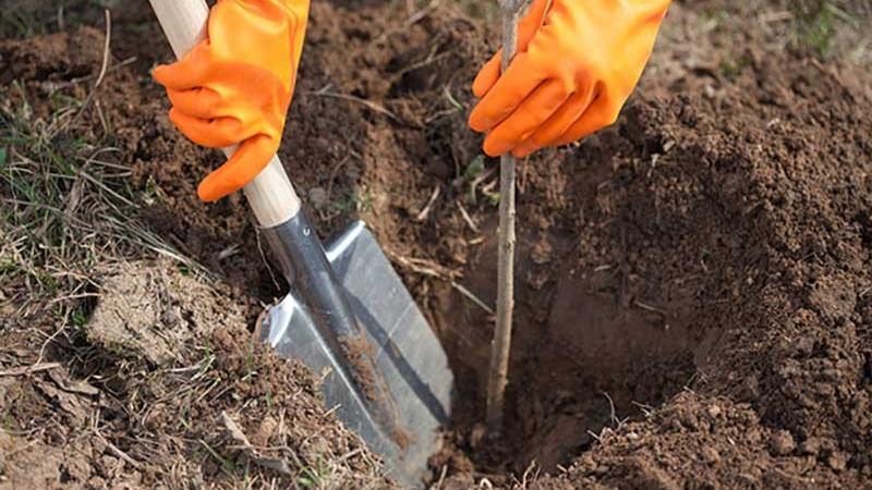 Een gids over hoe u kersen in de herfst correct kunt planten en fouten kunt voorkomen