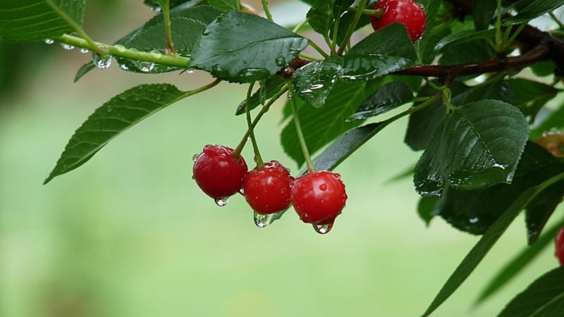 Een gids over hoe u kersen in de herfst correct kunt planten en fouten kunt voorkomen