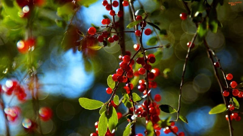 Les meilleures variétés de cerises pour la région de Moscou et d'autres régions de la Fédération de Russie