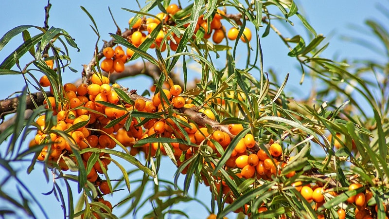 Pelbagai jenis dan jenis buckthorn laut