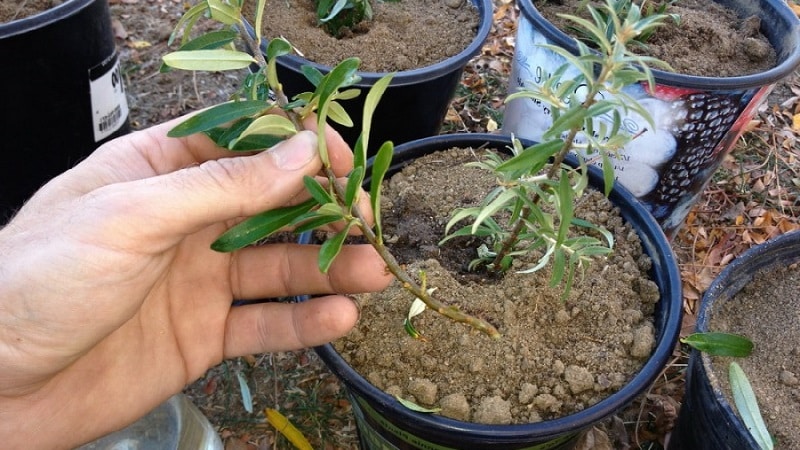 Comment bien planter l'argousier à l'automne et en prendre soin après la plantation