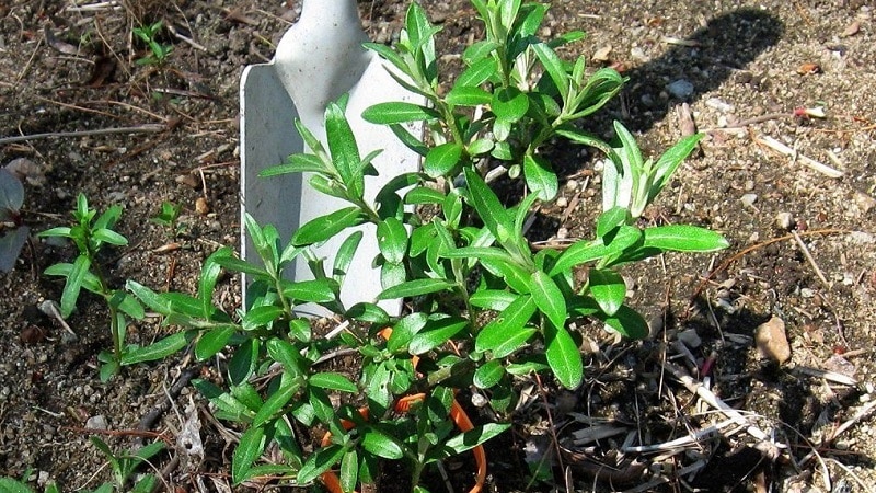 Comment bien planter l'argousier à l'automne et en prendre soin après la plantation