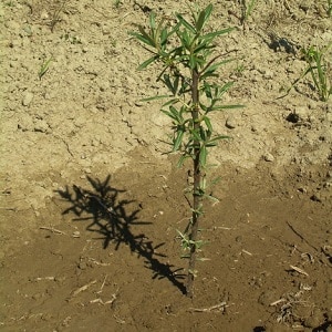 Com plantar correctament l'arç de mar a la tardor i cuidar-lo després de plantar-lo