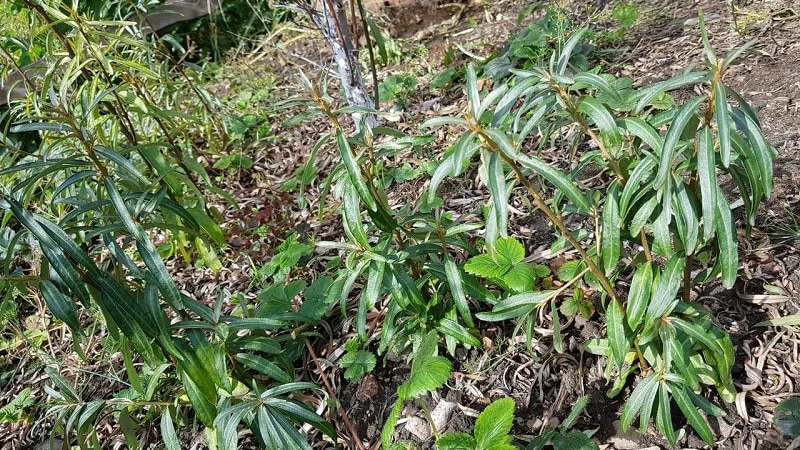 Hvordan plante tindved på riktig måte om høsten og ta vare på den etter planting