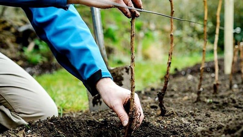 Kako pravilno posaditi maline jeseni in kako skrbeti zanje naprej