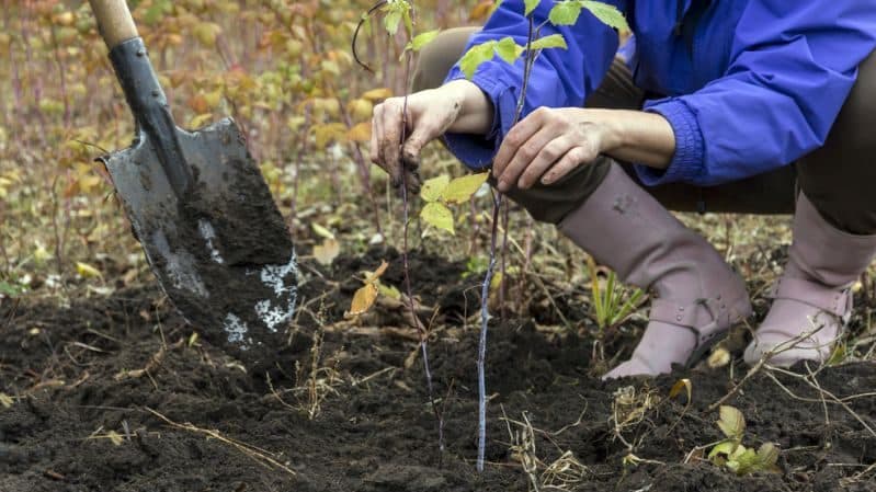 Kako pravilno posaditi maline jeseni in kako skrbeti zanje naprej