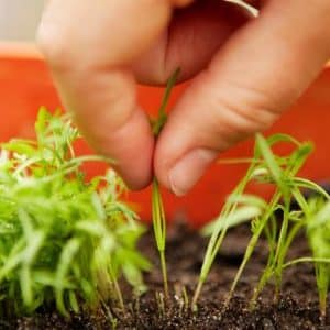 Instrucciones paso a paso para jardineros principiantes: cómo adelgazar adecuadamente las zanahorias y por qué es necesario