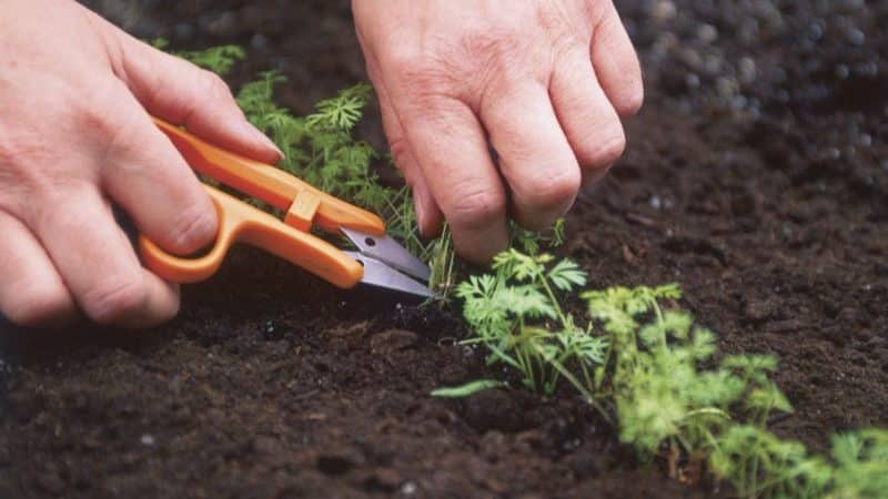 Instruções passo a passo para jardineiros iniciantes: como desbastar cenouras adequadamente e por que isso é necessário