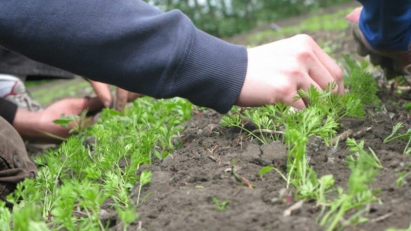 Žingsnis po žingsnio instrukcija pradedantiesiems sodininkams: kaip tinkamai ploninti morkas ir kodėl to reikia