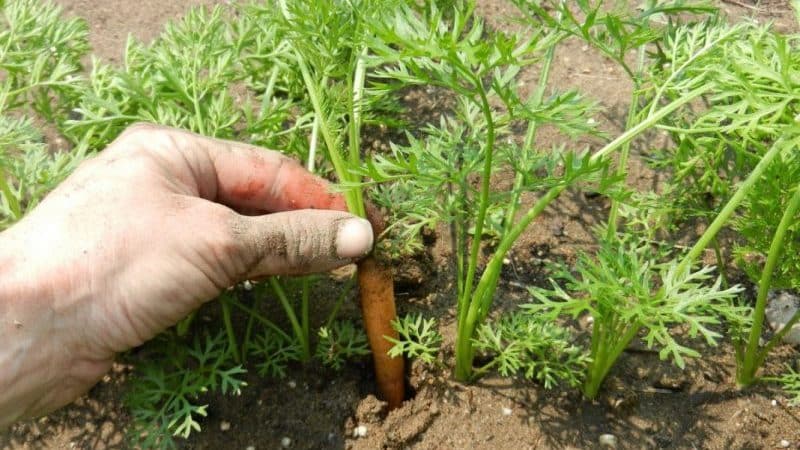 Step-by-step instructions for beginning gardeners: how to properly thin carrots and why it is needed