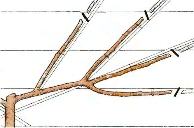 Come potare correttamente un'albicocca in autunno e perché è necessario