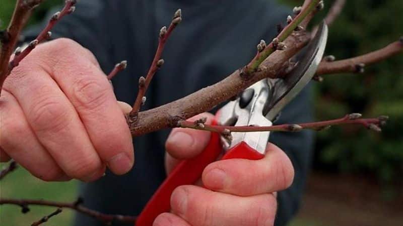 Hogyan kell megfelelően metszeni a sárgabarackot ősszel és miért van rá szükség