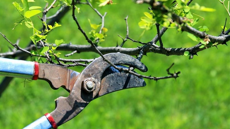 Hogyan kell megfelelően metszeni a sárgabarackot ősszel és miért van rá szükség