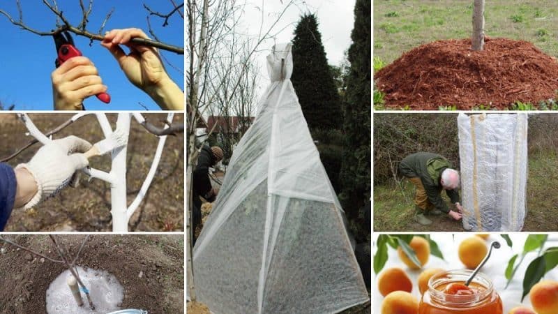 Hoe je een abrikoos goed kunt bedekken voor de winter en de boom kunt voorbereiden op koud weer