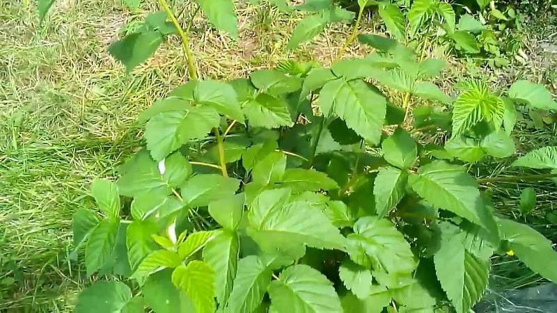 Comment bien préparer les feuilles de framboisier pour le thé à la maison pour l'hiver