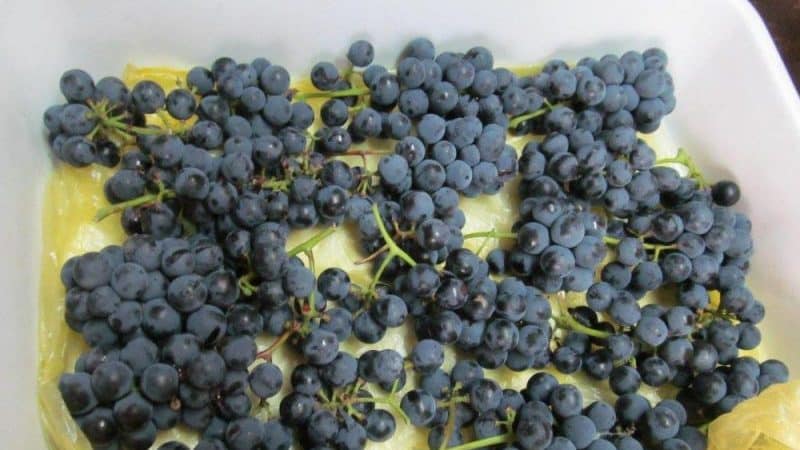 How to properly freeze grapes for the winter in the freezer and is it possible to do this?