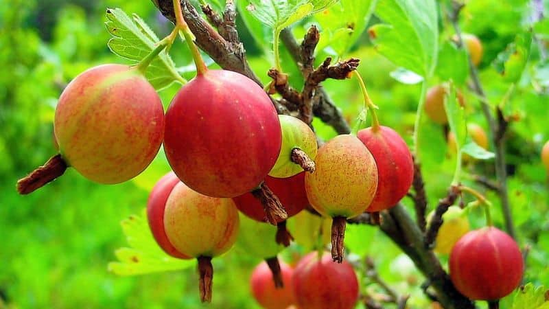 Gooseberry yang paling manis dan terbesar: perihalan jenis