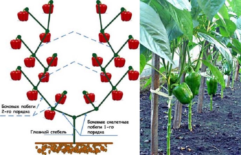 Cómo formar un arbusto de pimiento: instrucciones para principiantes y errores comunes