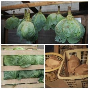 Des moyens éprouvés pour garder le chou frais sur le balcon en hiver