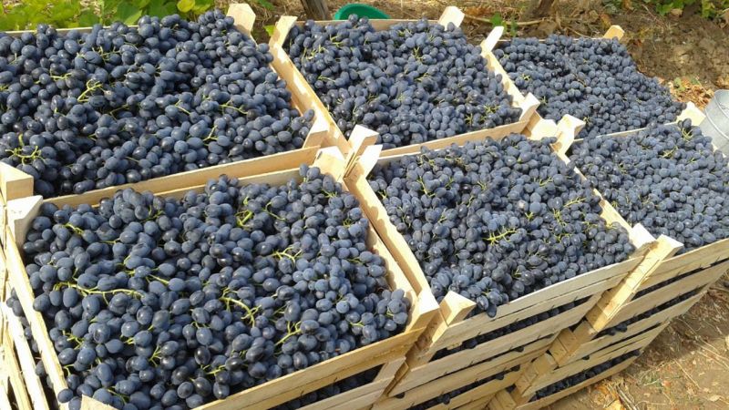 Formas comprobadas de conservar las uvas para el invierno en casa.