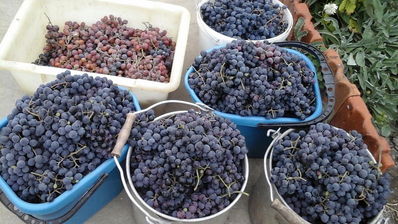 Formas comprobadas de conservar las uvas para el invierno en casa.