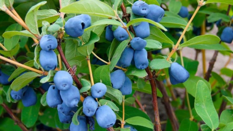 Die besten Möglichkeiten, Geißblatt frisch und verarbeitet für den Winter aufzubewahren