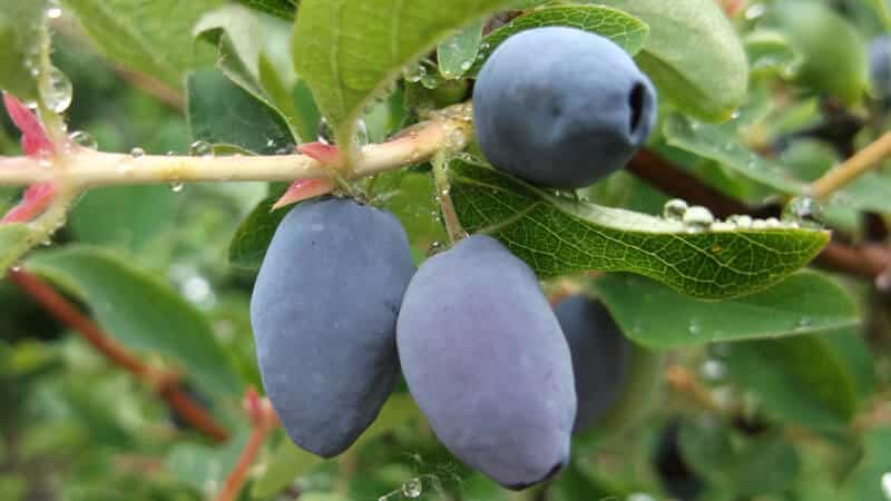 Las mejores formas de conservar la madreselva para el invierno en forma fresca y procesada.