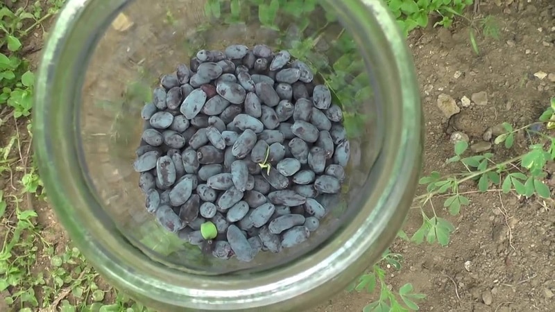 Ang pinakamahusay na paraan upang mapanatili ang honeysuckle para sa taglamig sa sariwa at naprosesong anyo