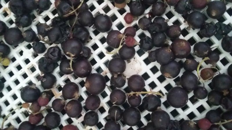 Cara terbaik untuk mengeringkan blackcurrant di rumah