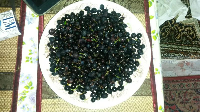 Cara terbaik untuk mengeringkan blackcurrant di rumah