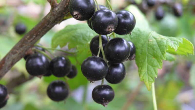 Las mejores formas de secar grosellas negras en casa.