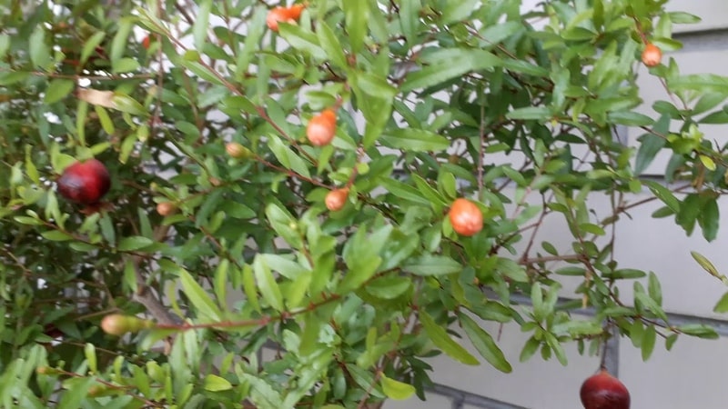 Gabay sa Baguhan: Paano Mag-aalaga ng mga Potted Pomegranate sa Bahay