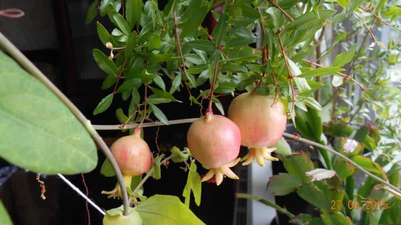 Juhend algajatele: kuidas kodus poti granaatõuna eest hoolitseda