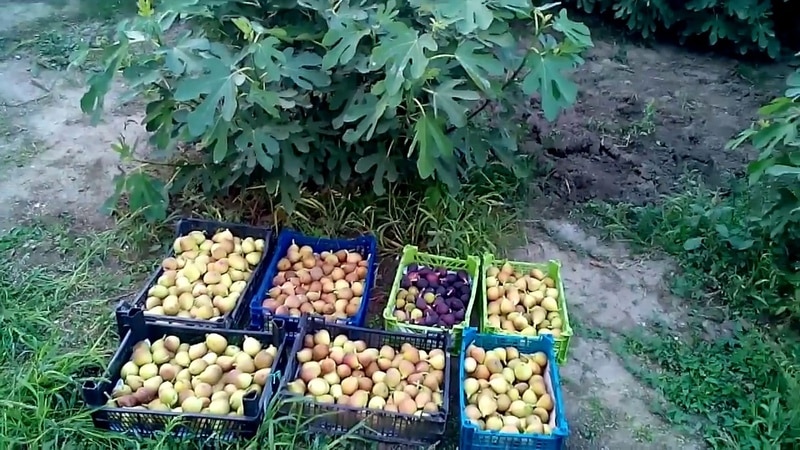 Instruccions pas a pas sobre com cobrir correctament les figues per a l'hivern i preparar l'arbre per al fred