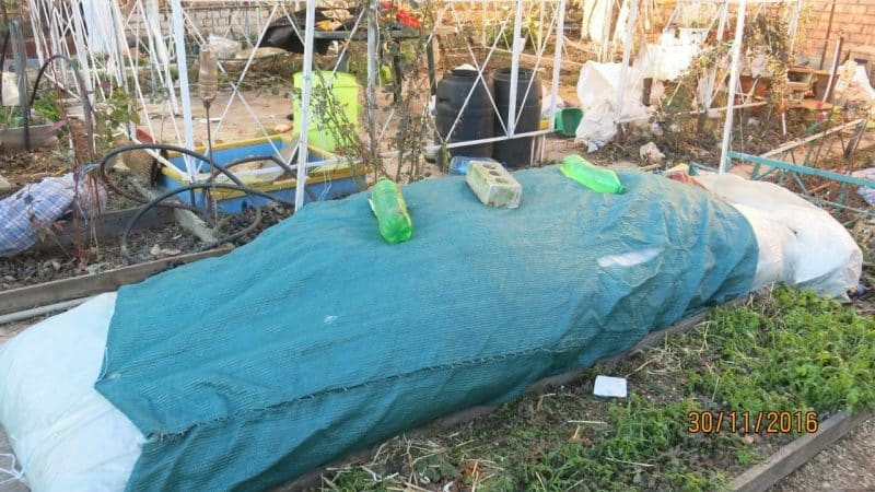 Schritt-für-Schritt-Anleitung, wie Sie Feigen für den Winter richtig abdecken und den Baum auf kaltes Wetter vorbereiten