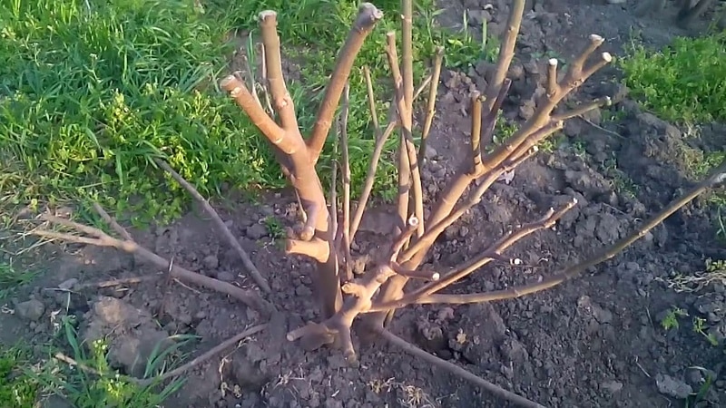 Istruzioni passo passo su come coprire adeguatamente i fichi per l'inverno e preparare l'albero per la stagione fredda