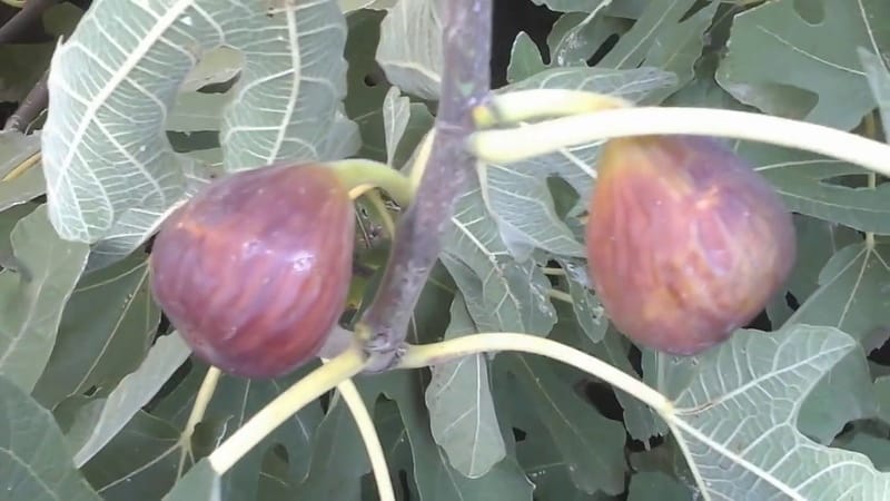 Instruccions pas a pas sobre com cobrir correctament les figues per a l'hivern i preparar l'arbre per al fred