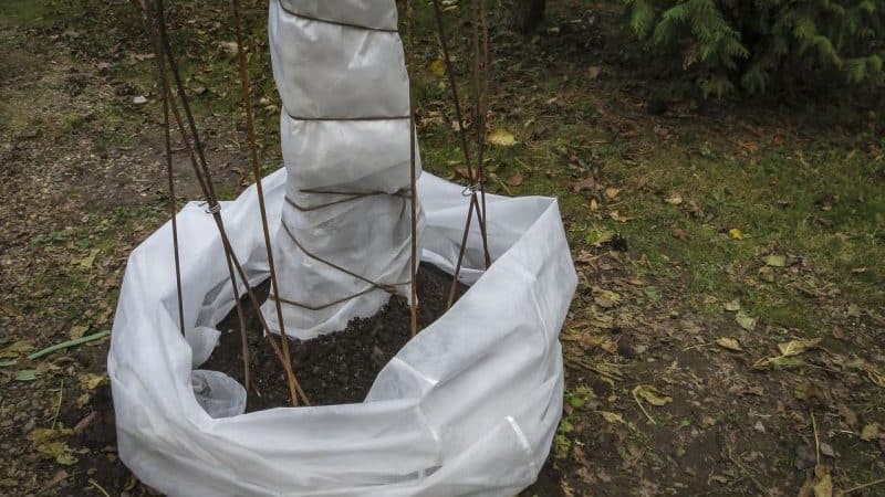 Istruzioni passo passo su come coprire adeguatamente i fichi per l'inverno e preparare l'albero per la stagione fredda