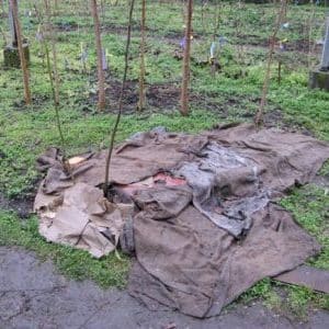 Istruzioni passo passo su come coprire adeguatamente i fichi per l'inverno e preparare l'albero per la stagione fredda