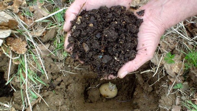 Preparare il terreno per piantare patate: quale acidità del suolo è necessaria