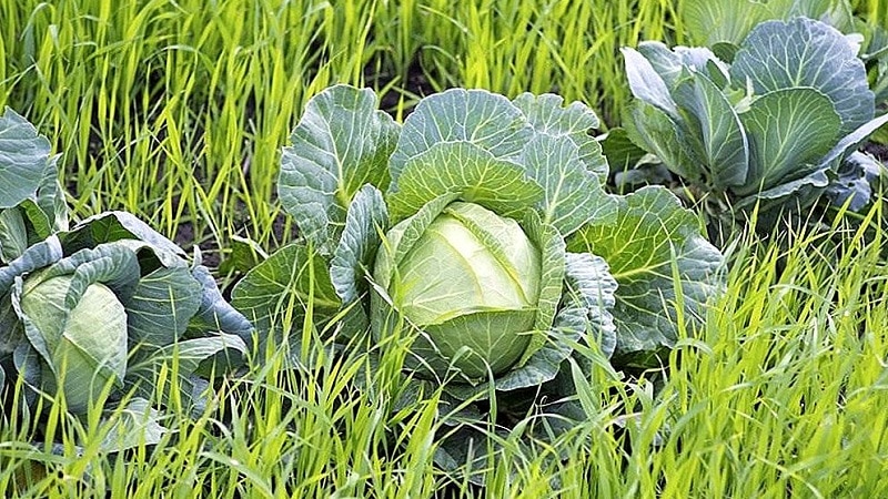 Qual è il modo migliore per utilizzare il concime verde dopo il cavolo in autunno?